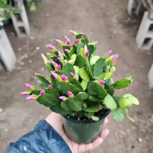 Pink Spring Cactus - Rhipsalidopsis gaertneri - Easter Cactus - Rooted Cuting