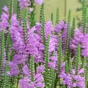 Fall Obedient Plant 1 Gallon Live – Pink-Lavender Tubular Flowers, Perennial