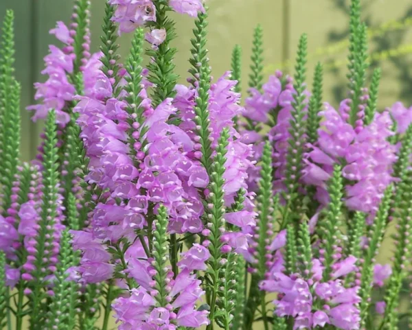 Fall Obedient Plant 1 Gallon Live – Pink-Lavender Tubular Flowers, Perennial