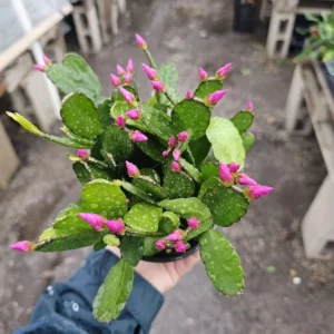 Purple Spring Cactus - Easter Cactus - Rhipsalidopsis Gaertneri - Rooted Cuttings