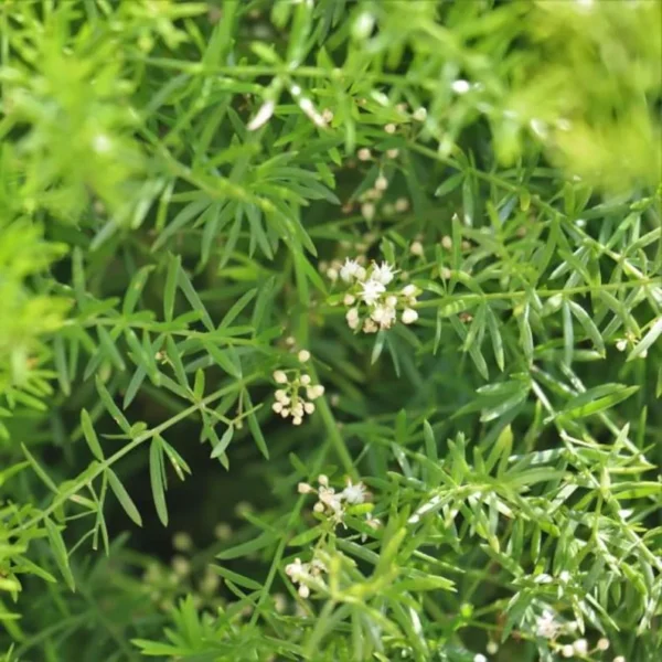 Fern, Sprengeri Live 1 Gallon Plant – Green Groundcover for Shade, Hanging Basket