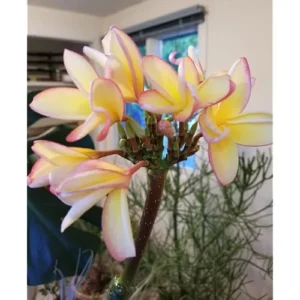 Live Rainbow Plumeria Plant - 2.5 Inch Pot - Fragrant & Colorful Blooms