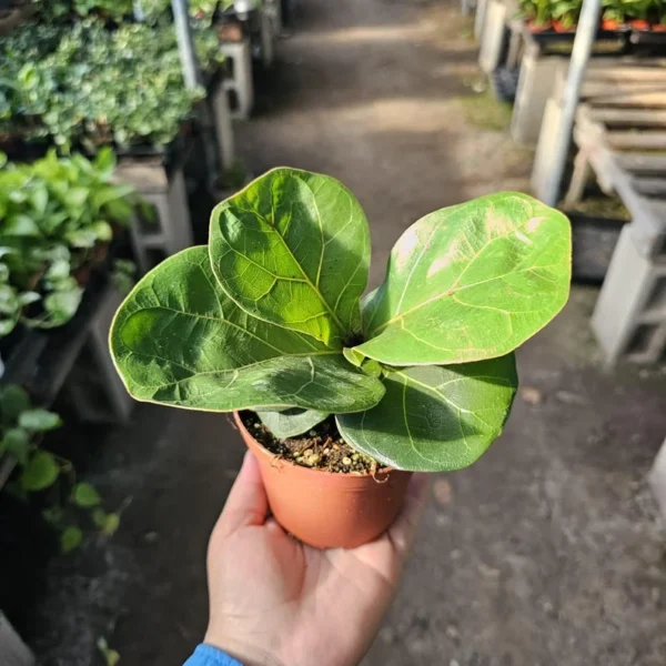 Ficus Lyrata Compacta - Little Fiddle - 4in Pot - Rare Indoor Plant