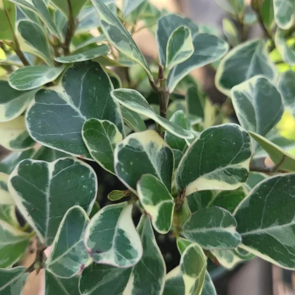 Ficus Triangularis Variegated - 2in Pot - Rare Indoor Plant