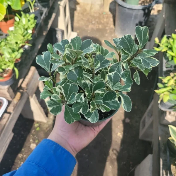 Ficus Triangularis Variegated - 2in Pot - Rare Indoor Plant