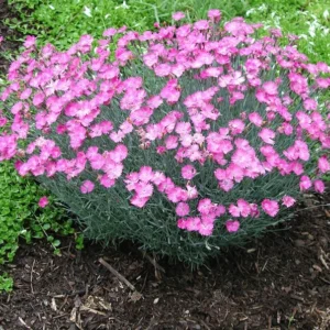 Firewitch Dianthus Live 1 Gallon Plant – Pink Flowers, Fast Growing, Evergreen