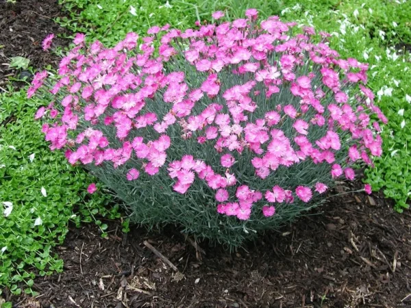 Firewitch Dianthus Live 1 Gallon Plant – Pink Flowers, Fast Growing, Evergreen