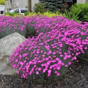 Firewitch Dianthus Live 1 Gallon Plant – Pink Flowers, Fast Growing, Evergreen