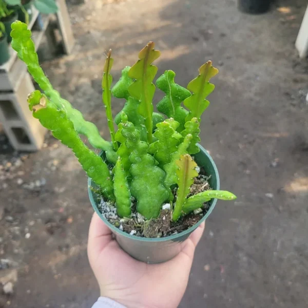 Fishbone Cactus - 4in Pot - Epiphyllum Anguliger - Zig Zag Cactus