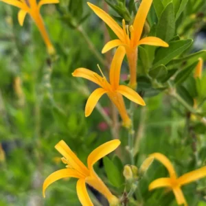 Flame Acanthus Benny's Gold Live 1 Gallon Shrub – Hummingbird Attracting, Full Sun, Gold Blooms