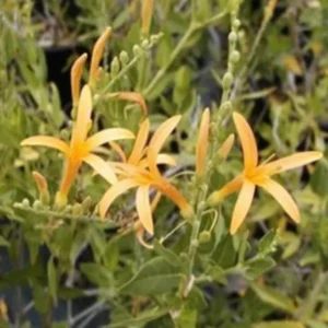 Flame Acanthus Benny's Gold Live 1 Gallon Shrub – Hummingbird Attracting, Full Sun, Gold Blooms