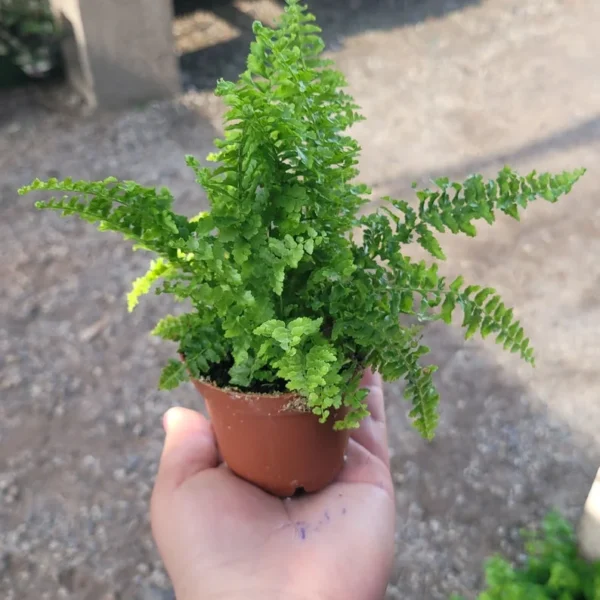 Fluffy Ruffles Fern Nephrolepis Exaltata Bundle of 3 in 2 Inch Pot - Beautiful Indoor Plant