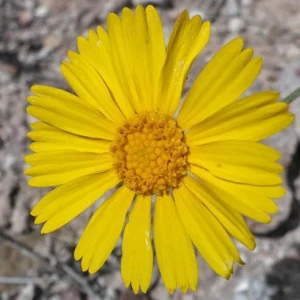 Four Nerve Daisy Live Plant, 1 Gallon – Yellow Flowers, Tetraneuris scaposa, Drought-Tolerant