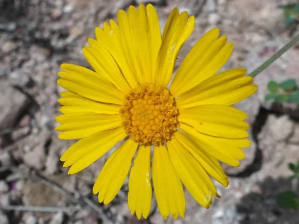 Four Nerve Daisy Live Plant, 1 Gallon – Yellow Flowers, Tetraneuris scaposa, Drought-Tolerant