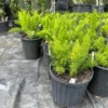 Foxtail Fern Live 1 Gallon Plant – Green Fern, Small White Flowers, Red Berries