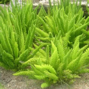 Foxtail Fern Live 1 Gallon Plant – Green Fern, Small White Flowers, Red Berries