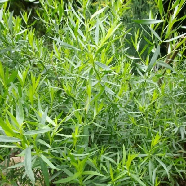 French Tarragon Live Plants in Pot - Edible Herb Garden