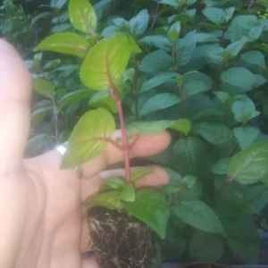 Fuchsia Dark Eyes Live Plant - - Lantern Flower Plant - Fuchsia Flower Plant 5 to 8 Inch Tall