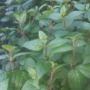 Fuchsia Dark Eyes Live Plant - - Lantern Flower Plant - Fuchsia Flower Plant 5 to 8 Inch Tall