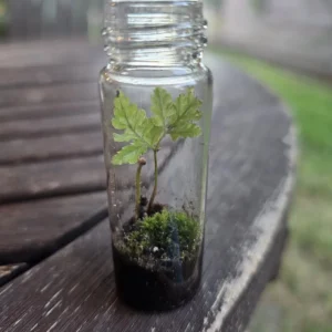 Live Terrarium Fern - Small Indoor Plant - Miniature Fern for Home and Office Decor