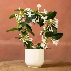 Madagascar Jasmine Plant - 1 to 2 Feet Tall, White Flowers, Gallon Pot
