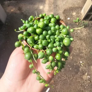 String of Pearls Succulent - Trailing Houseplant - 4in Pot