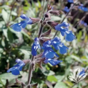 Bicolor Sage Live 1 Gallon Plant – Neon Blue Flowers, Bronze-Green Foliage