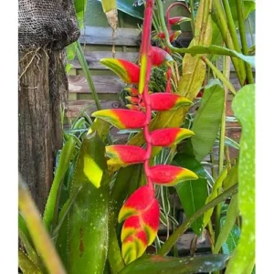 4 Large Hanging Lobster Claw Heliconia Rostrata Live Plants - Well Rooted and Ready to Grow