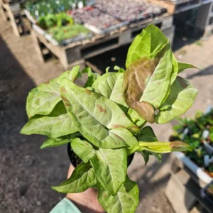 Syngonium 'Confetti' - 4in Pot - Rare Pink Variegated Houseplant