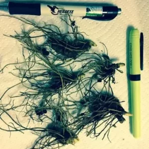 GOLDEN SEAL 5 Roots - Hydrastis Canadensis - Bare Root Perennial Wildflower Plants