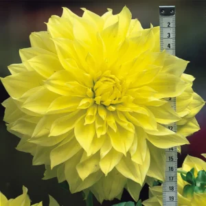 Kelvin Floodlight Giant Dinnerplate Dahlia Flower Bulb Tuber - Easy to Grow
