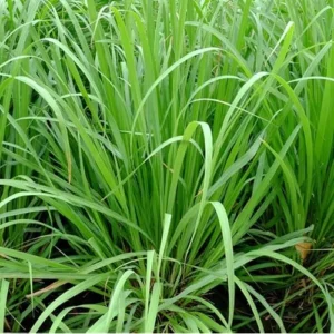 Live Lemongrass Plants - 30 Pack, Well-Rooted, 5 to 7 Inches, Perennial