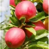 Gala Apple Tree – 2 to 3 Feet – Red Apples – Bare Root – Hardy and Fast Growing
