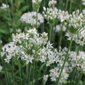 Garlic Chives Live 4 Inch Plant – Edible Leaves, Fragrant White Flowers, Allium tuberosum