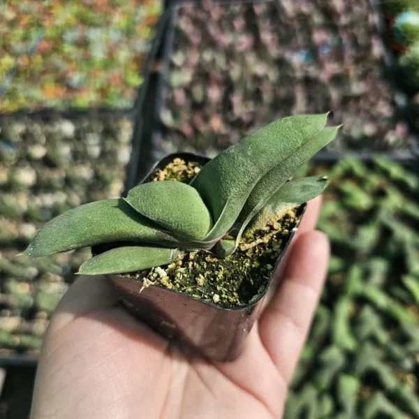 Gasteria glomerata Ox Tongue Plant - Small Succulent 2in Pot