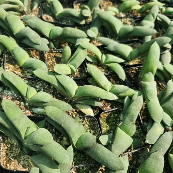 Gasteria glomerata Ox Tongue Plant - Small Succulent 2in Pot