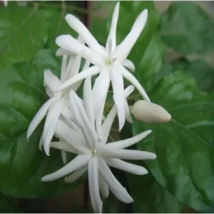 Live Double Star Jasmine Plant - Fragrant White Blooms - Jasmine Belle of India Plant