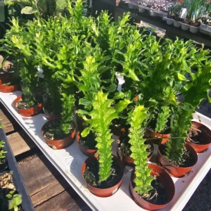 Euphorbia Mint Creme Succulent - 3in Pot - Rare and Unique Houseplant