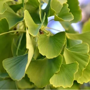 Ginkgo Biloba Tree - Bare Root Maidenhair Tree - 18 to 24 Inches Tall