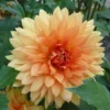 Giant Dinnerplate Dahlia Noordwijks Glory Flower Bulb - Big Orange Dahlia - Perennial