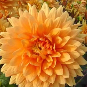 Giant Dinnerplate Dahlia Noordwijks Glory Flower Bulb - Big Orange Dahlia - Perennial