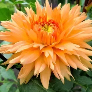 Giant Dinnerplate Dahlia Noordwijks Glory Flower Bulb - Big Orange Dahlia - Perennial