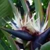 Giant White Bird of Paradise Strelitzia Nicholai Rooted Plant 10-12 Inches