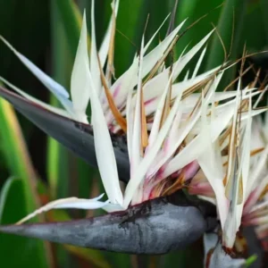 Giant White Bird of Paradise Strelitzia Nicholai Rooted Plant 10-12 Inches