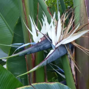 Giant White Bird of Paradise Strelitzia Nicholai Rooted Plant 10-12 Inches