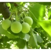 Ginkgo Biloba Tree - Hardy Maidenhair Tree - 12 to 18 Inch Bare Root