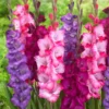 Gladiolus Large Flowering Rainbow Mixture Bulbs - 20 Bulbs Size 14/16 cm - Assorted Colors