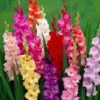 Gladiolus Rainbow Mixture Bulbs - Large Flowering - 10 Bulbs - Size 14/16 cm - Assorted Colors