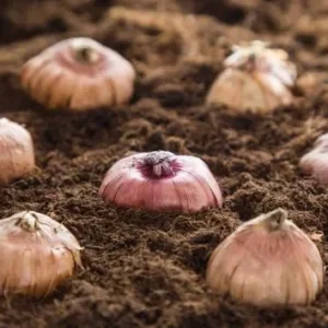 Gladiolus Rainbow Mixture Bulbs - Large Flowering - 10 Bulbs - Size 14/16 cm - Assorted Colors