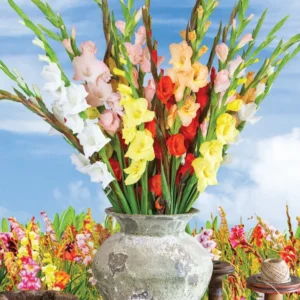 Gladiolus Rainbow Mixture Bulbs - Large Flowering - 10 Bulbs - Size 14/16 cm - Assorted Colors